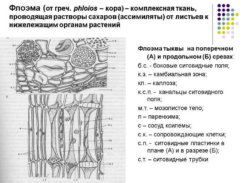 Флоэма (от греч. phloios – кора) – комплексная ткань, проводящая растворы сахаров (ассимиляты) от